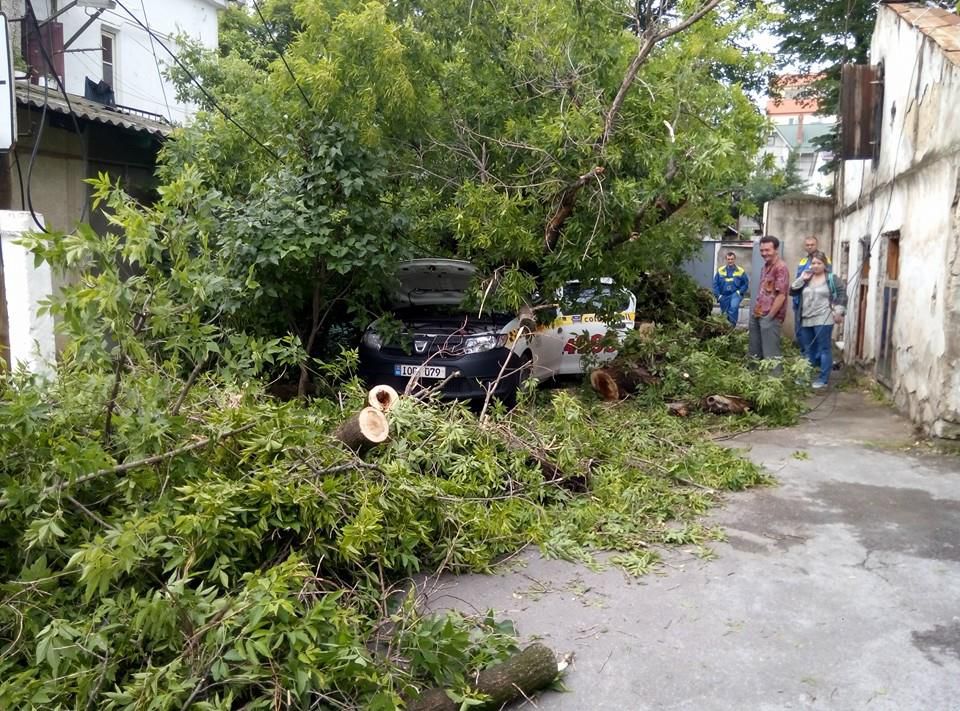 Упавшее дерево раздавило машину в столице