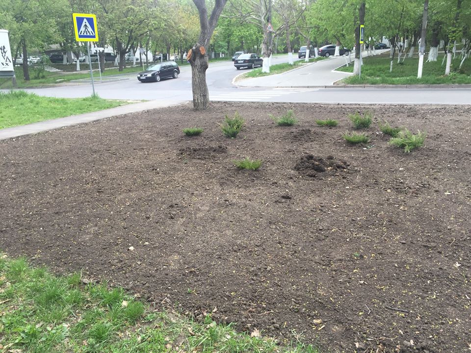 Lipsa de educaţie la moldoveni: Trei copaci decorativi au dispărut peste noapte