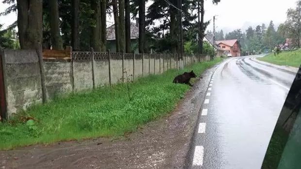 Ziua în amiaza mare! Invazie de urși pe străzile unui oraș din România