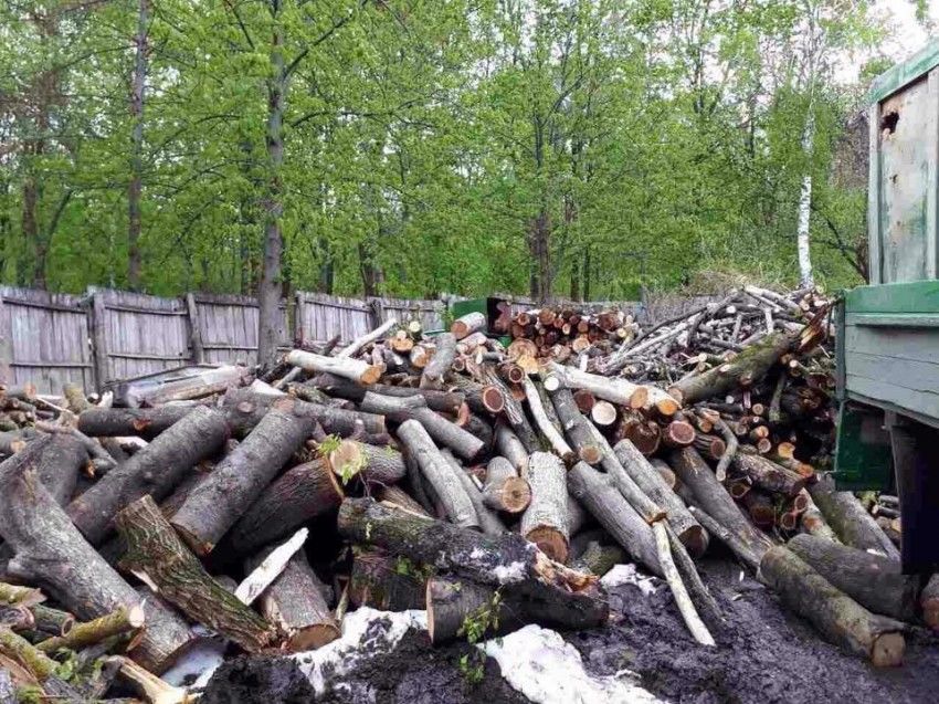 Уборка поваленных в столице деревьев обернулась охотой за древесиной