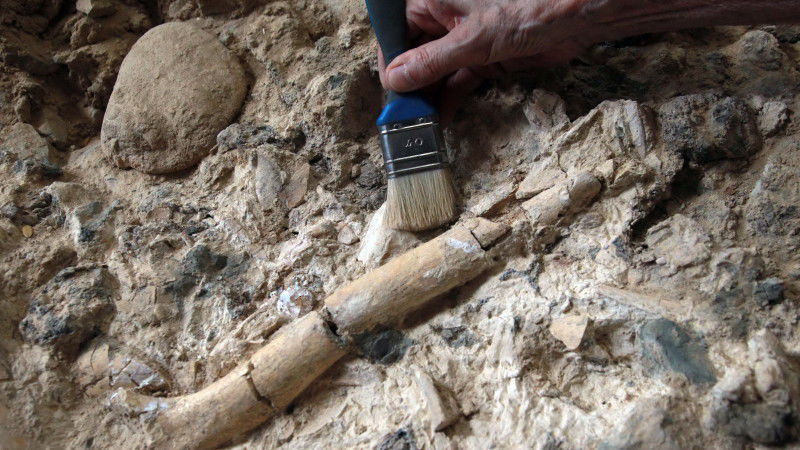 The Independent: Craniile de 300.000 de ani care ar putea rescrie istoria originilor omului