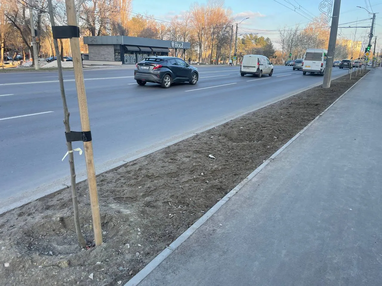 În Capitală dispar copacii proaspăt plantați