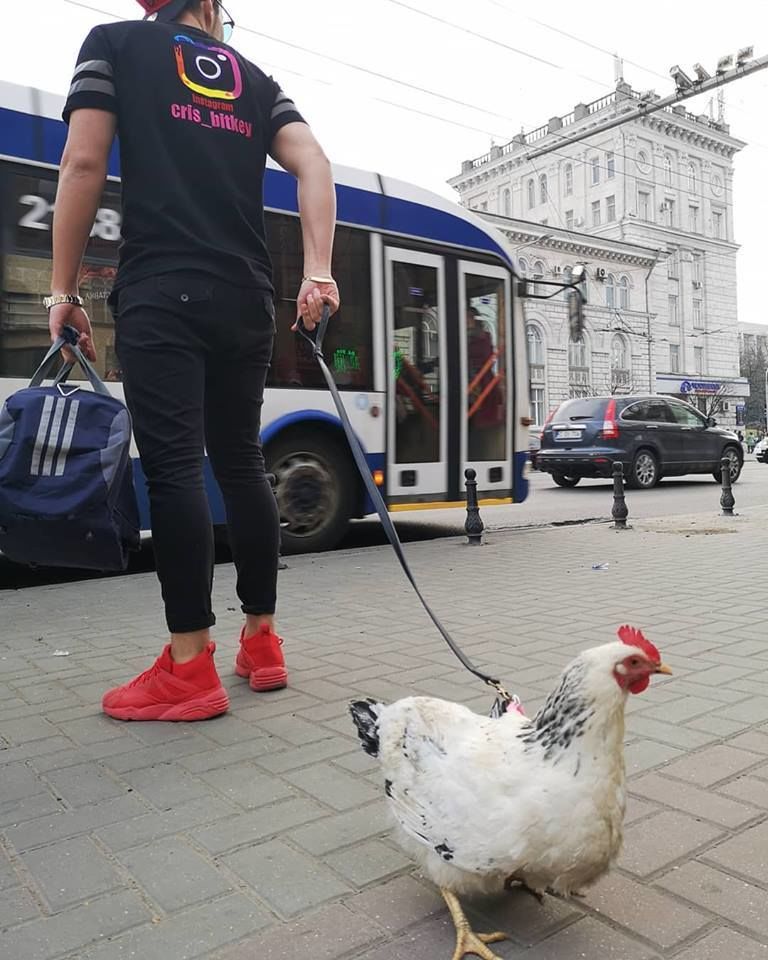 В центре столицы молодой парень выгуливал на поводке курицу