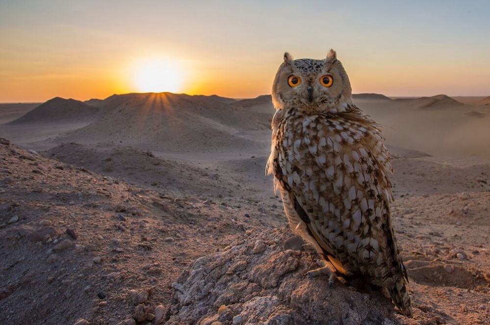 фотосессия, national geographic