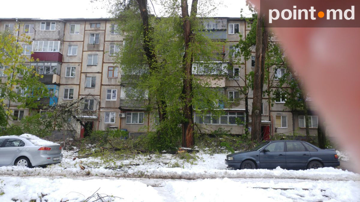 После разгула стихии Кишинев превратился в кладбище деревьев