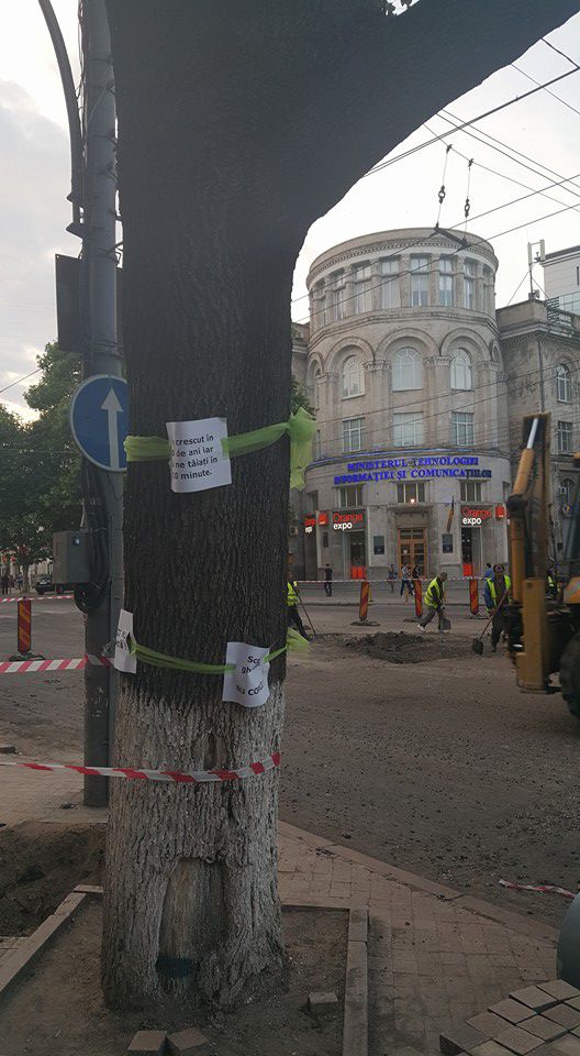 В Кишиневе граждане защищают деревья от Киртоакэ