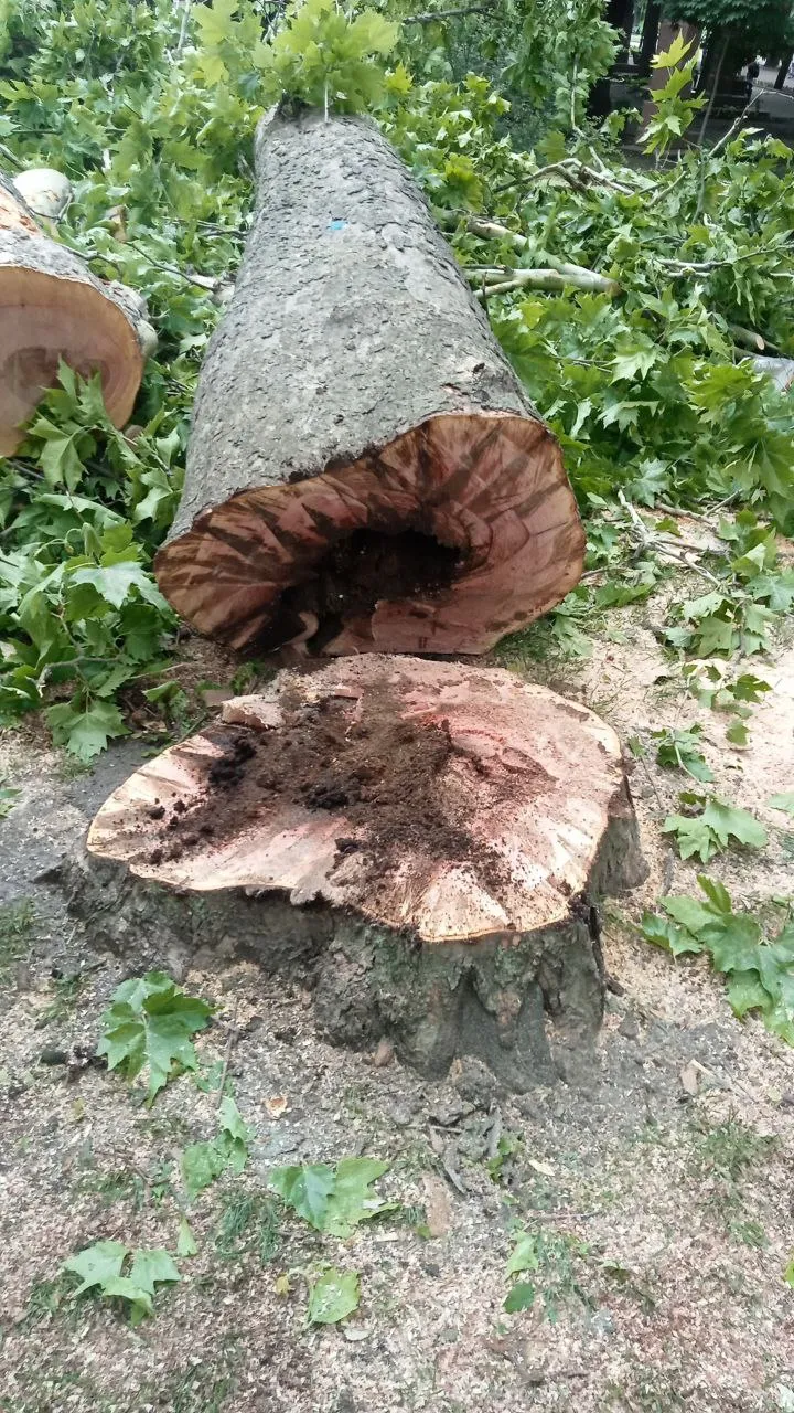 Apelul Primăriei în legătură cu defrișarea unor arbori: Nu manipulați opinia publică