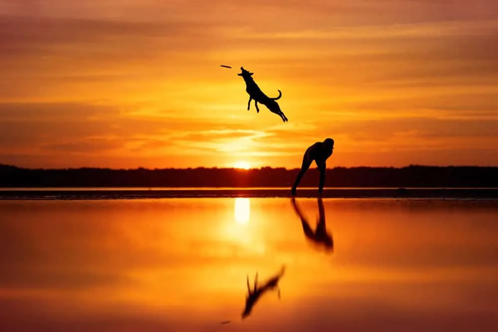 Названы победители премии Dog Photography Awards 2023