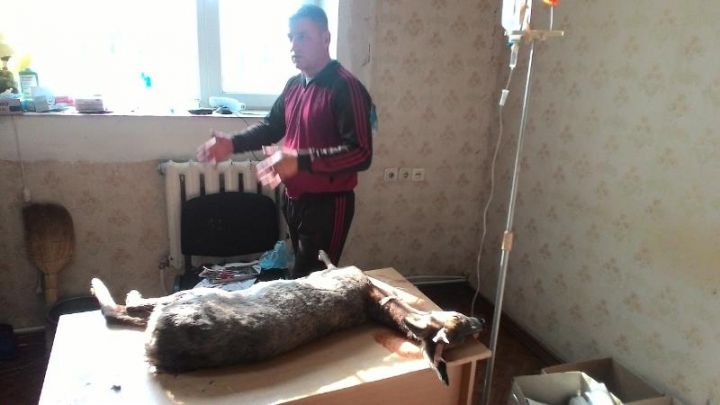 Un căprior, sfâşiat de un maidanez la Ştefan Vodă