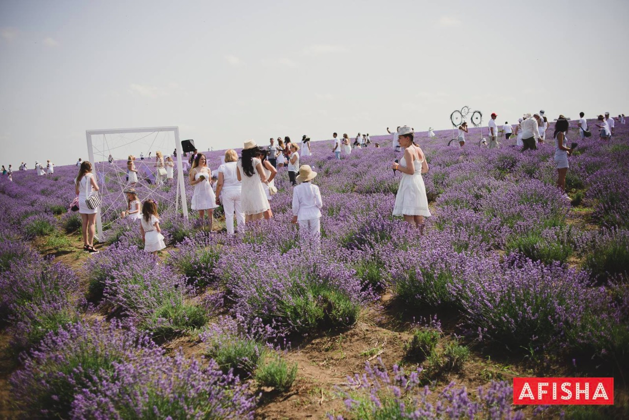 В Молдове состоялся второй Lavender Fest ®