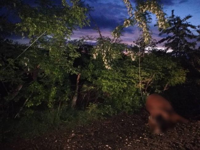 В Каушанском районе прошли проливные дожди с градом