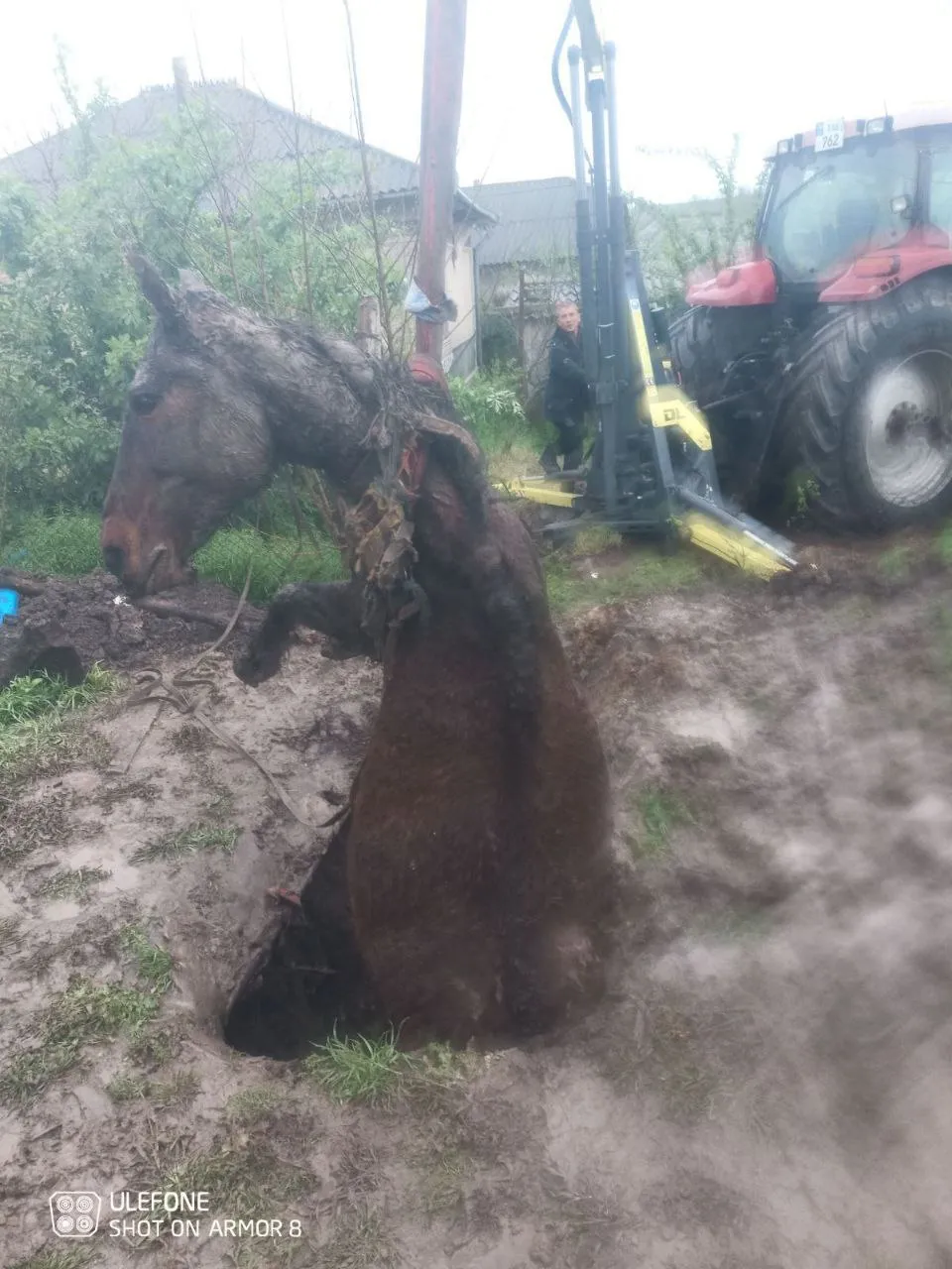 В Фалештском районе спасли лошадь, упавшую в сточную яму