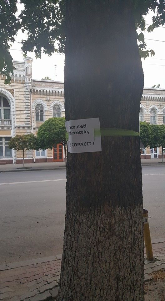 В Кишиневе граждане защищают деревья от Киртоакэ