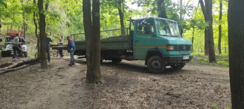 Генпримар: “Spații verzi” не давала разрешения на вырубку деревьев в парке «Валя Морилор»
