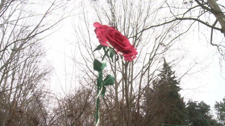 În Parcul Valea Trandafirilor a răsărit un trandafir gigant de Ziua Îndrăgostiţilor
