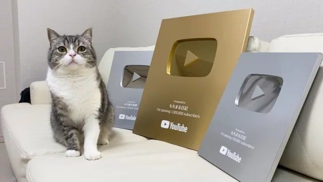 Японский кот попал в Книгу рекордов Гиннесса из-за популярности на Youtube