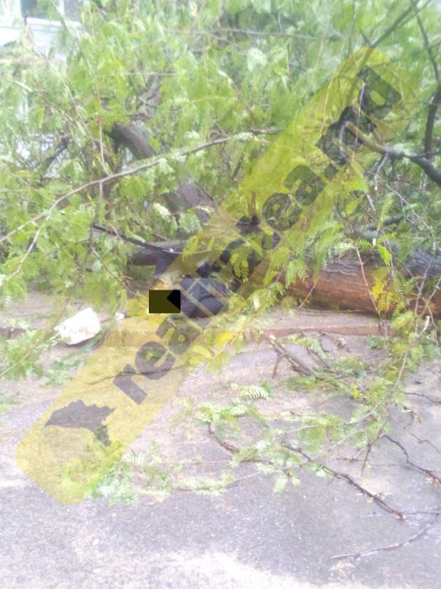 В Кишиневе упавшее дерево убило проходившую женщину