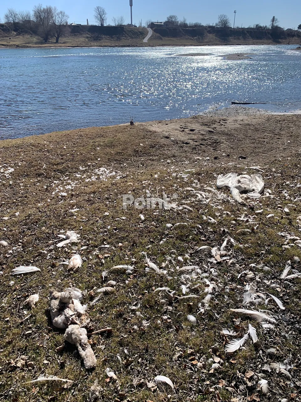 В Молдове на берегу Днестра обнаружены мертвые лебеди