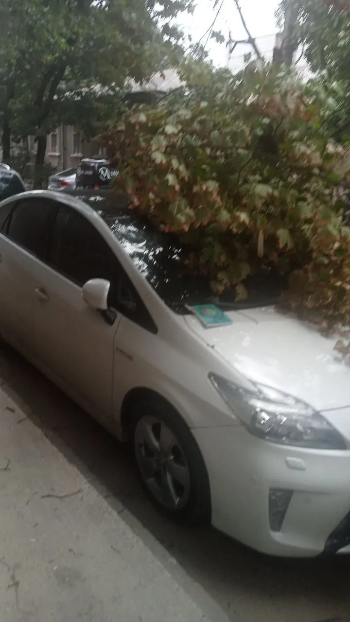 Из-за непогоды в Кишиневе упали деревья: повреждены автомобили