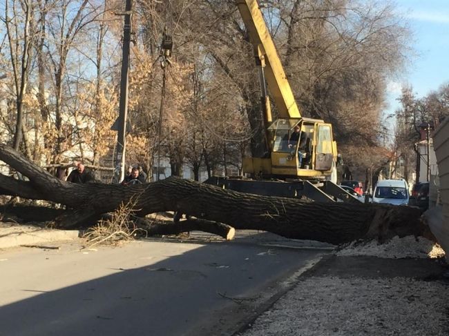 Un arbore imens s-a prabușit în centrul orașului
