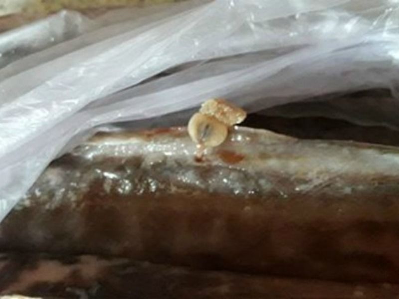 Червей в купленной рыбе обнаружила жительница столицы