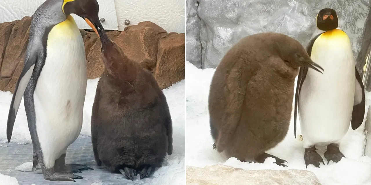Un pui uriaș de pinguin imperial, de 23 de kilograme, a devenit noua vedetă a internetului
