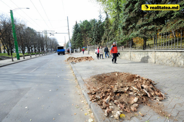 Столичная улица Бэнулеску-Бодони "облысела" после обрезки 18 деревьев