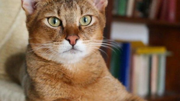 Названы самые дорогие породы котов