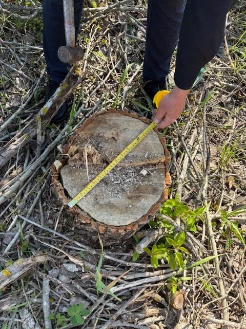 Zeci de copaci, tăiați ilegal în raionul Călărași
