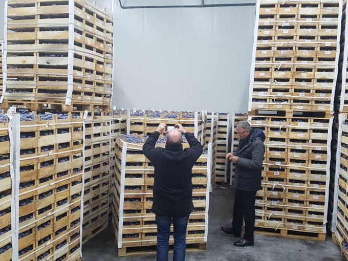 Немецкие импортеры заинтересованы в покупке сливы из Молдовы