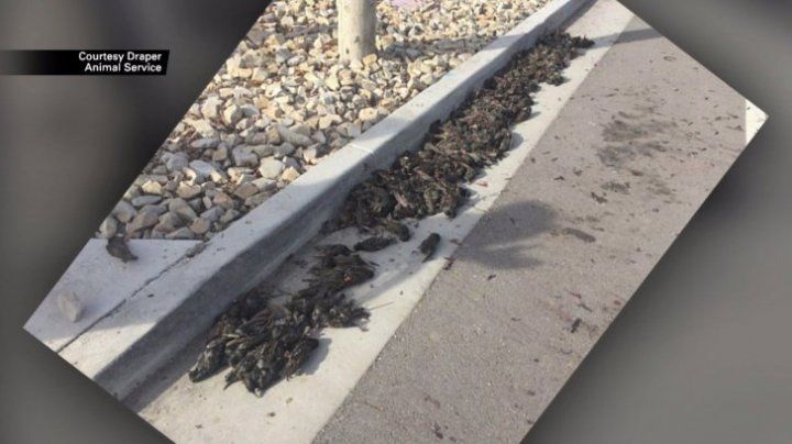 Fenomen îngrozitor: Sute de păsări moarte au căzut din cer