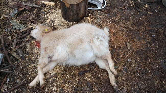 В Чимишлии стая волков напала на стадо коз