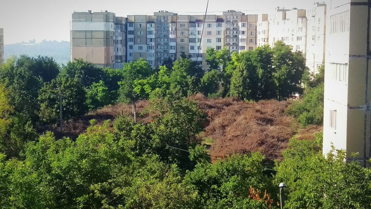 Жители Ботаники забили тревогу из-за большого скопления сухих веток