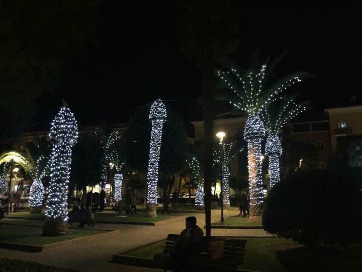 Imaginile care au stârnit controverse pe reţele de socializare. Cum arată palmierii într-un oraş din Italia