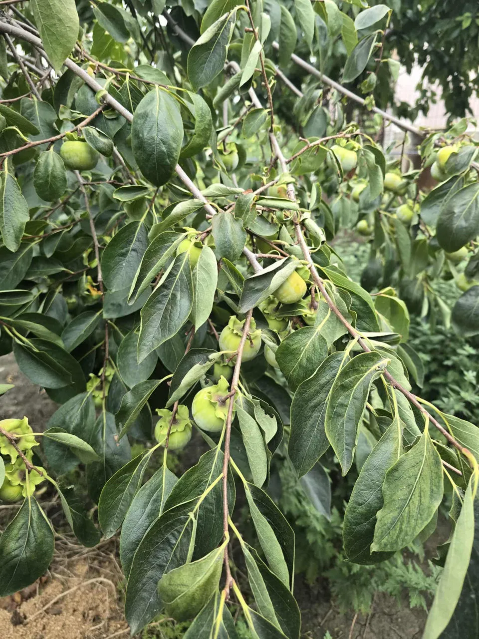 Un bărbat din Drochia a creat o grădină exotică cu fructe și plante rare