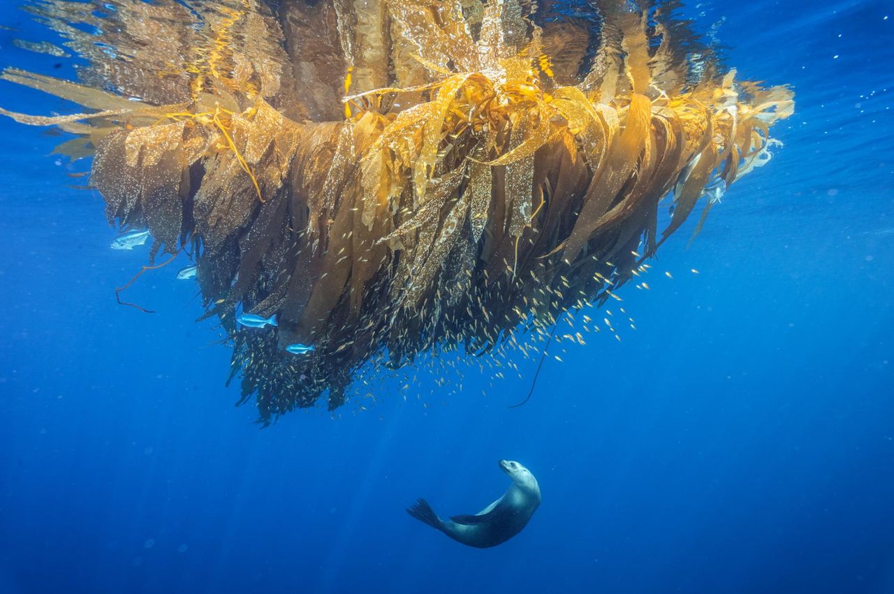 National Geographic выбрал лучшие фото 2017 года