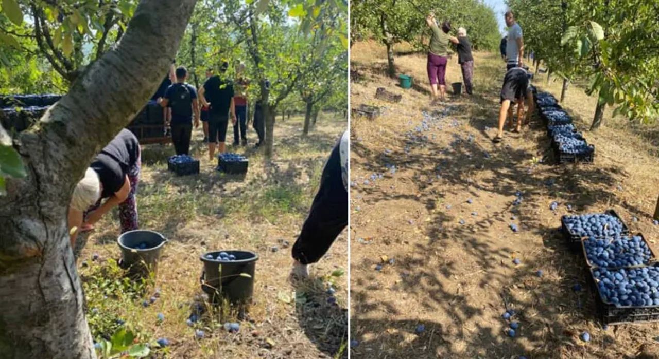 Elevii unui colegiu, duși la cules prune în loc de lecții: Ministerul Educației efectuează o anchetă