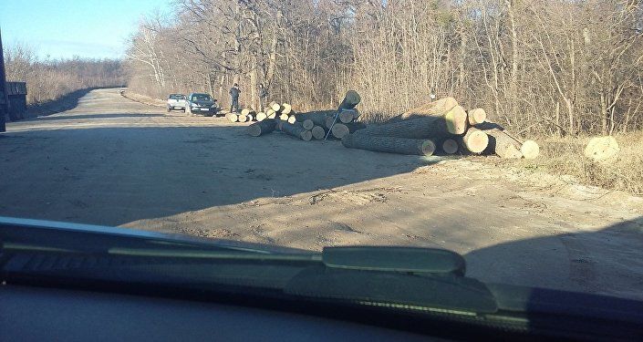 В Кишиневе пилят больные деревья, а в Страшенах - здоровые
