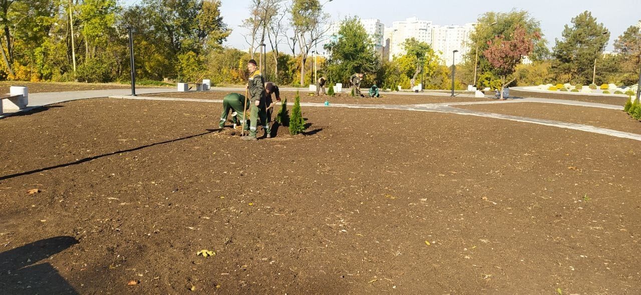 В сквере памяти жертв Чернобыльской катастрофы высадили деревья