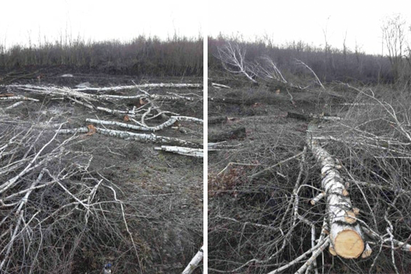 В экологической инспекции объяснили вырубку деревьев в Колонице