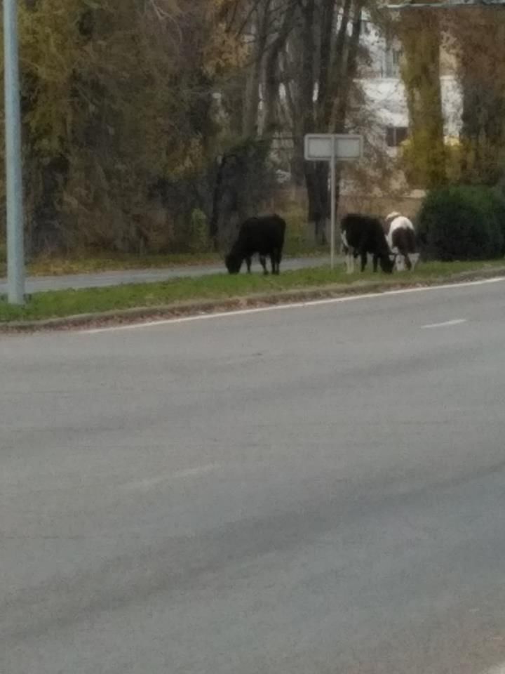 Imaginea zilei: La păscut pe bulevardul Dacia din Capitală