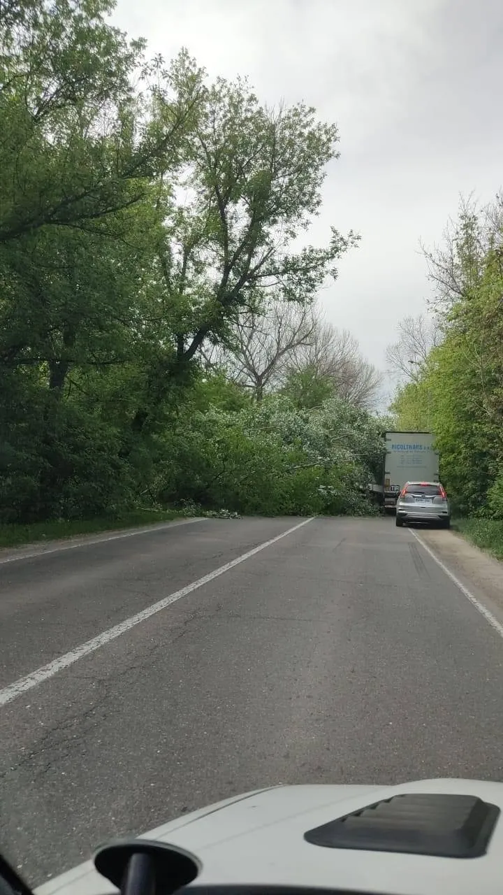 В Кишиневе из-за сильного ветра на автомобиль упала ветка