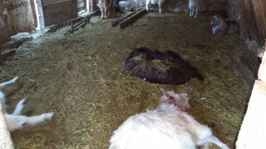 Alertă în Cimișlia: O haită de lupi a atacat o gospodărie