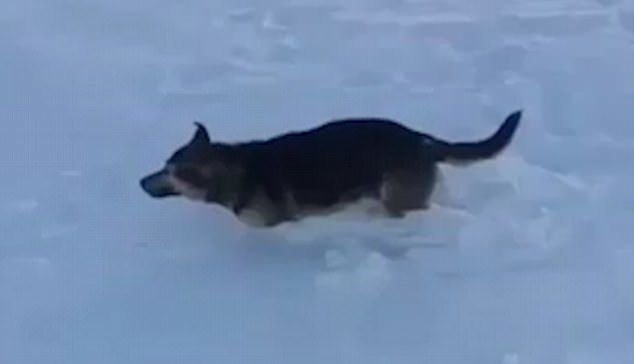 Mai multe animale, înghețate după ce temperatura a ajuns la -56 de grade