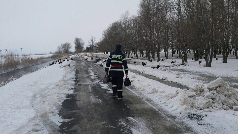 Румынские спасатели помогают аистам, находящимся в опасности из-за снега