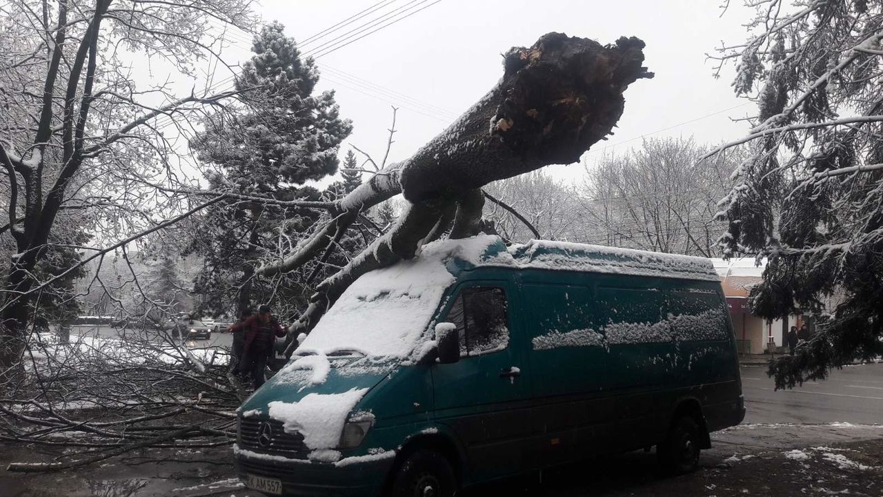 На Ботанике рухнуло дерево и повредило машину
