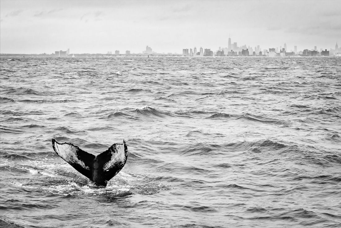 World Nature Photography Awards объявил победителей за 2021 год