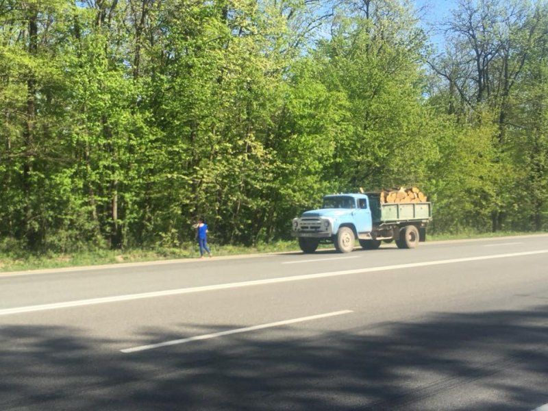 Под Оргеевом идёт масштабная вырубка леса