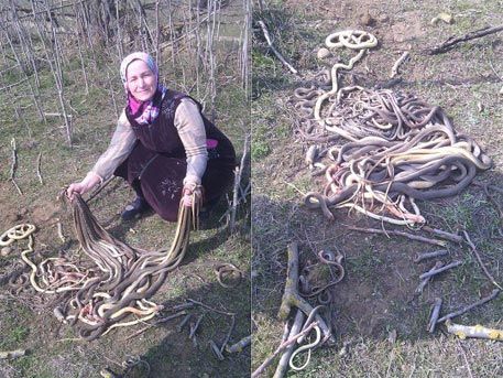 Пенсионерка убила 80 змей лопатой в Дагестане
