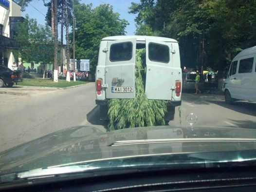 O maşină a Poliţiei transporta cânepă